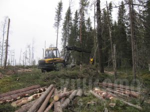 Gestión sostenible bosques Kuusamo